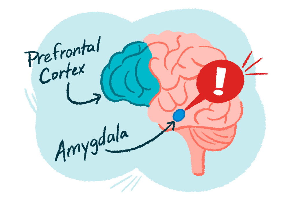 amygdala hippocampus prefrontal cortex