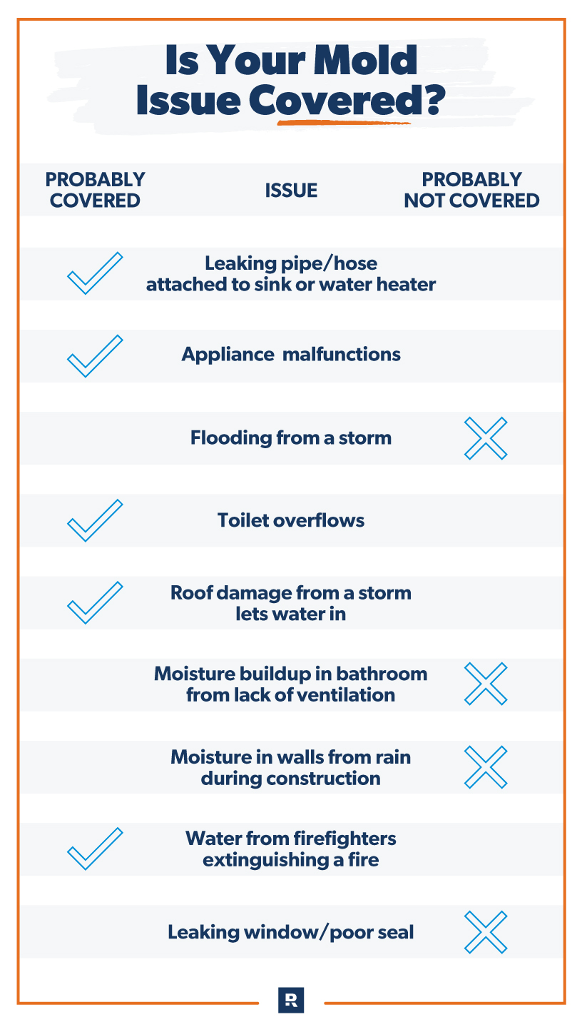 What homeowners need to know about toxic mold exposure